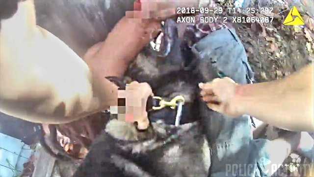 Damn: Police K9 Catches Wanted Armed Robbery Suspect In Florida!