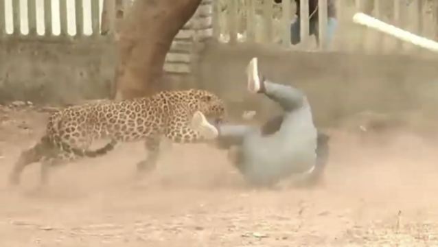 Damn: Leopard Gets Captured In India After Attacking A Man!