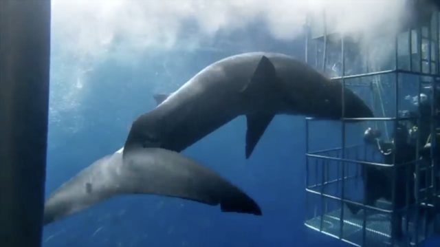 Insane: Great White Shark Kills Itself While Attacking Cage Divers!