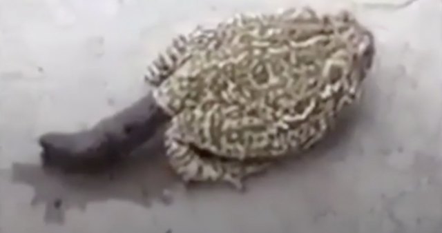 Who Would've Knew? This Frog Definitely Left A Statement Behind!