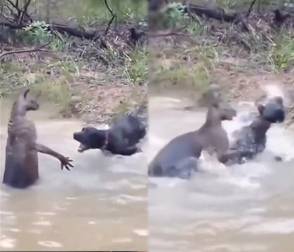 Wanted All The Smoke: Wild Kangaroo Tries To Drown A Man's Dog During A Scuffle Inside River!