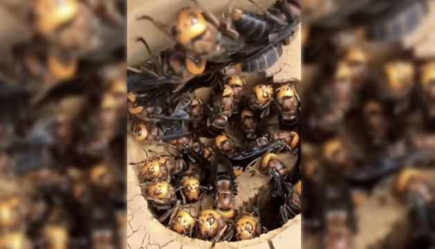 What Are You Doing If You Run Into These Hornets Known As The John Wick Hornet!